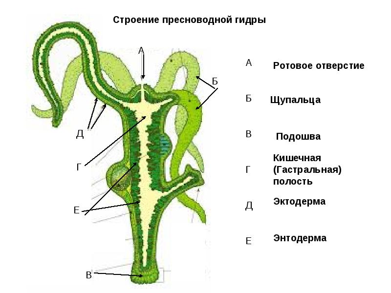 Блэкспрут blacksprut 1blacksprut me